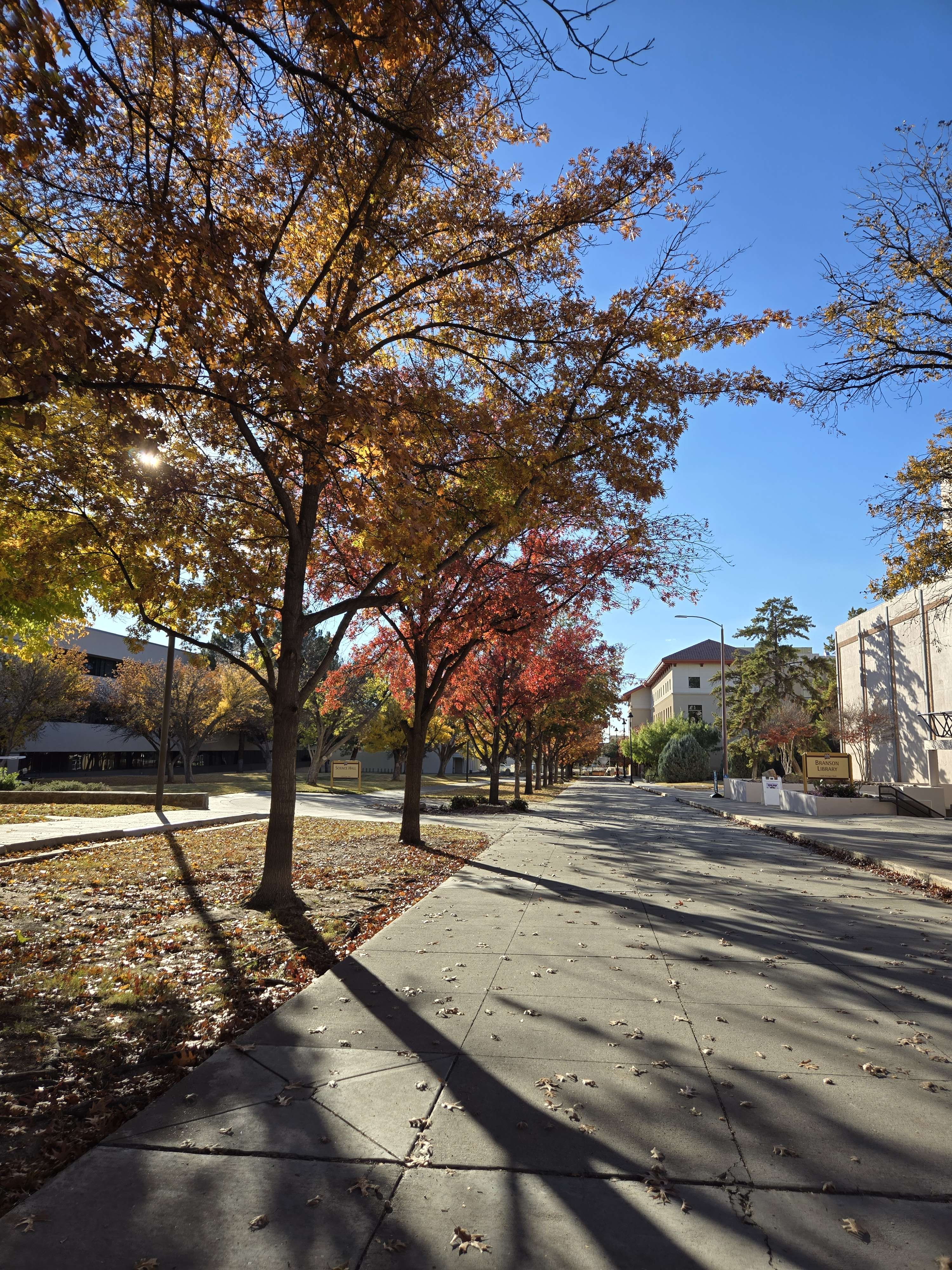 NMSU campus trees during fall
